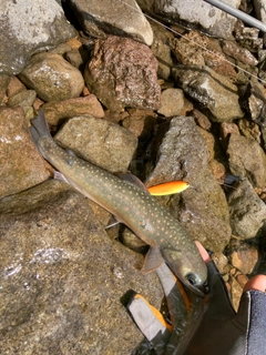 ミヤベイワナの釣果