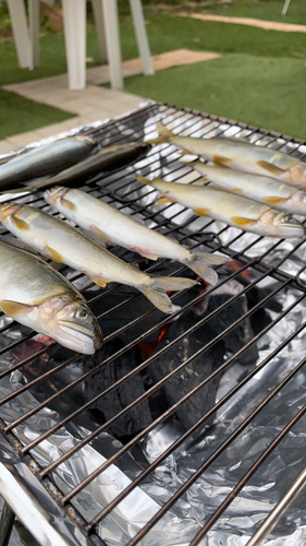 アユの釣果