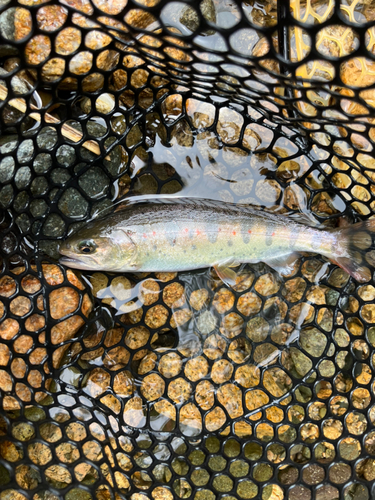 アマゴの釣果