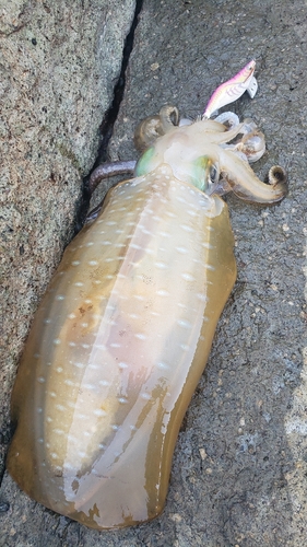 アオリイカの釣果