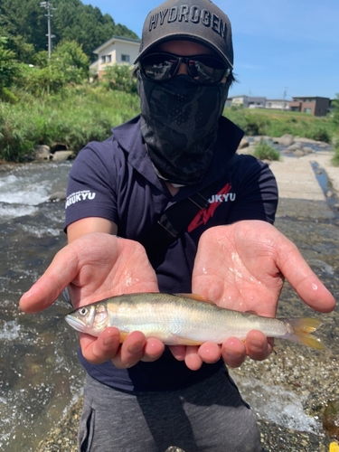 アユの釣果