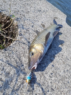 ニゴイの釣果