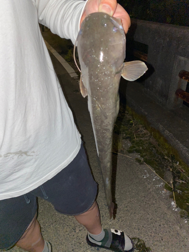 ナマズの釣果