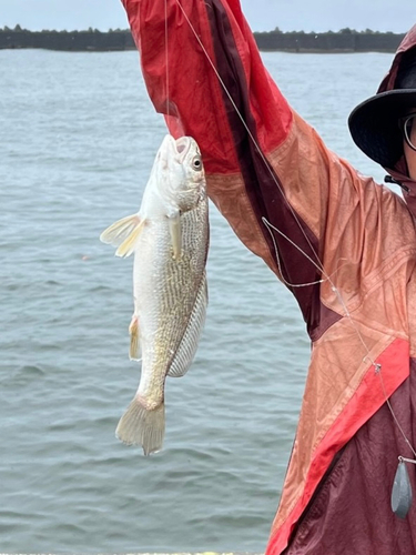 イシモチの釣果