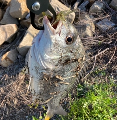 キビレの釣果