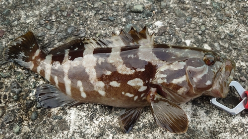 クエの釣果