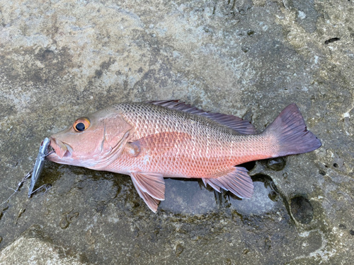 ゴマフエダイの釣果