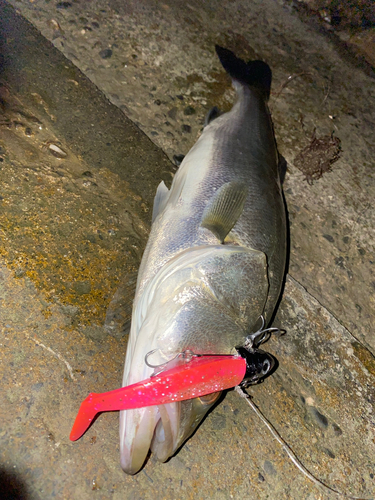 セイゴ（マルスズキ）の釣果