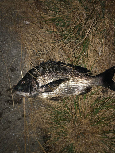 チヌの釣果