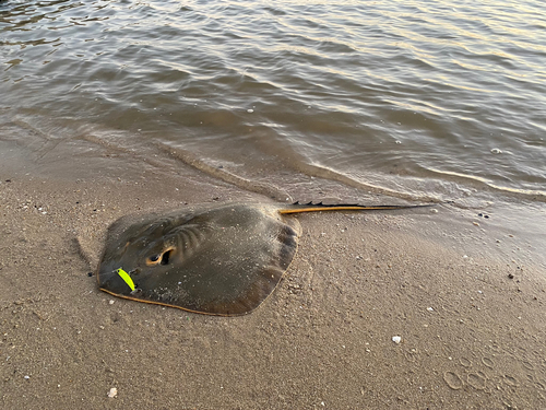 アカエイの釣果