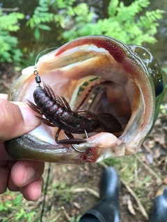 ブラックバスの釣果