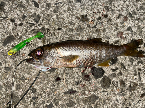 ムツの釣果