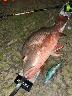 ゴマフエダイの釣果