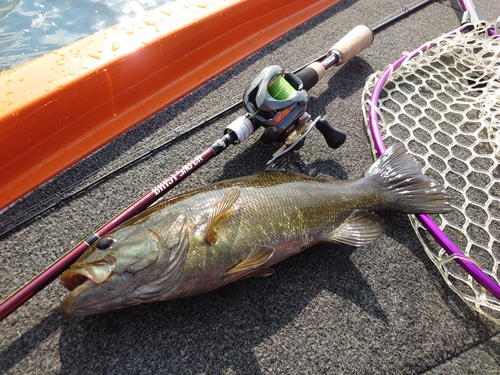 スモールマウスバスの釣果