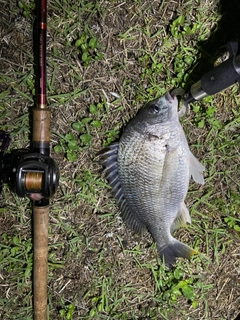 キビレの釣果