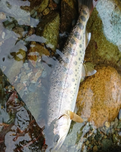 ヤマメの釣果