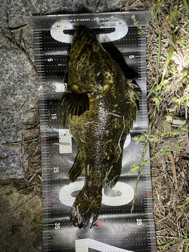 タケノコメバルの釣果