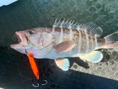 マハタの釣果