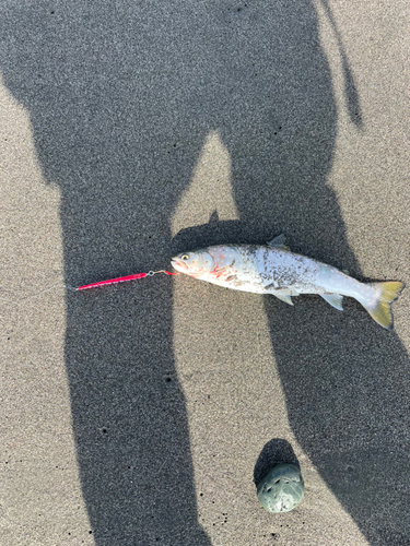 アメマスの釣果