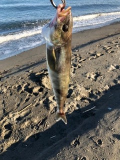 ホッケの釣果