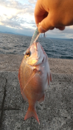 タイの釣果