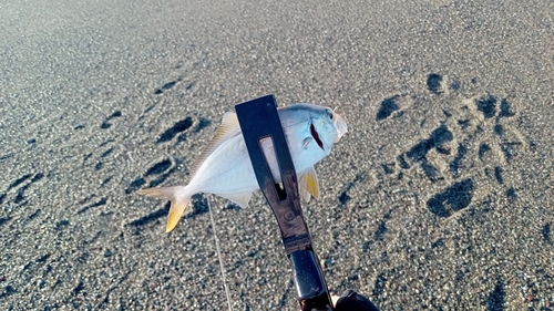 ワカナゴの釣果