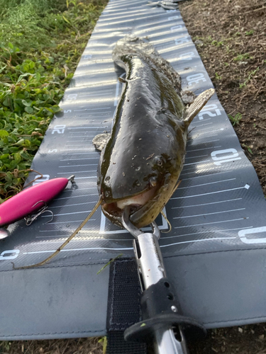 マナマズの釣果