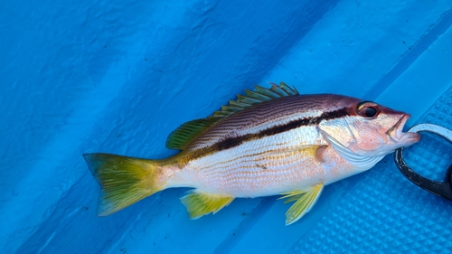 ヨコスジフエダイの釣果