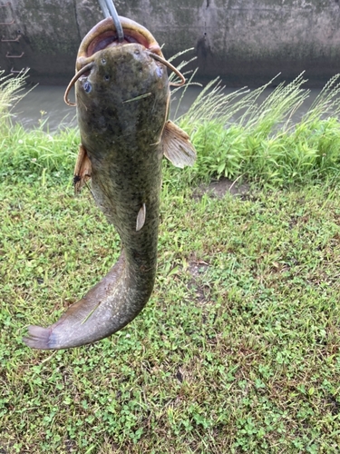 ナマズの釣果