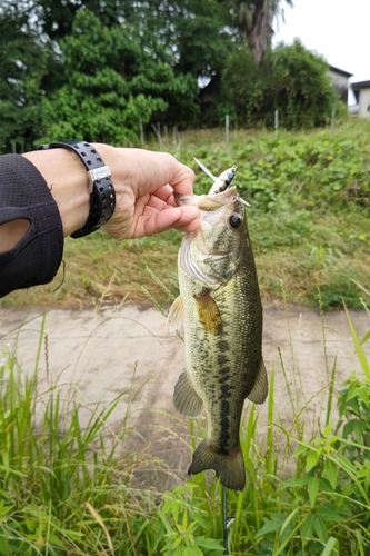 ラージマウスバスの釣果