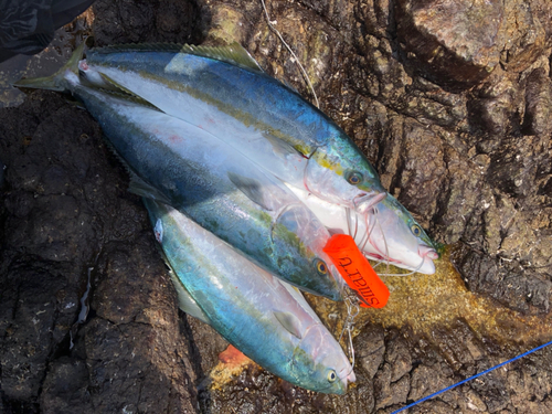 メジロの釣果