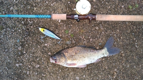 フナの釣果