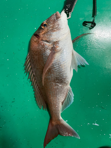 マダイの釣果