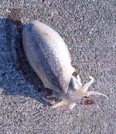 シリヤケイカの釣果