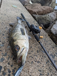 セイゴ（マルスズキ）の釣果