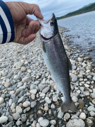 ニジマスの釣果