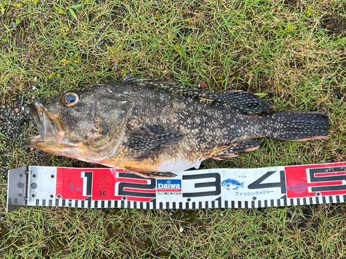 ムラソイの釣果