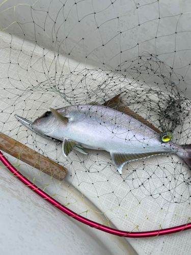 カンパチの釣果