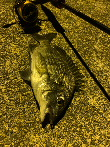 クロダイの釣果