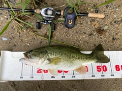 ブラックバスの釣果