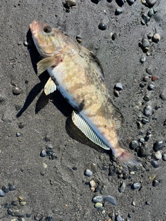 ホッケの釣果