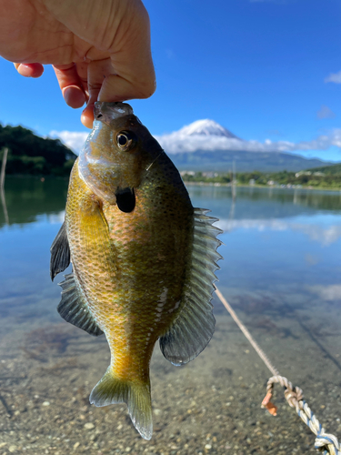 ブルーギルの釣果