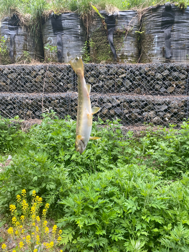 イワナの釣果