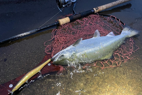 サツキマスの釣果