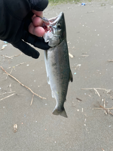 ヒメマスの釣果