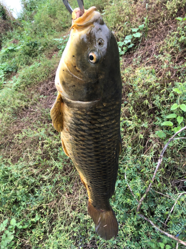 コイの釣果