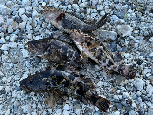 タケノコメバルの釣果