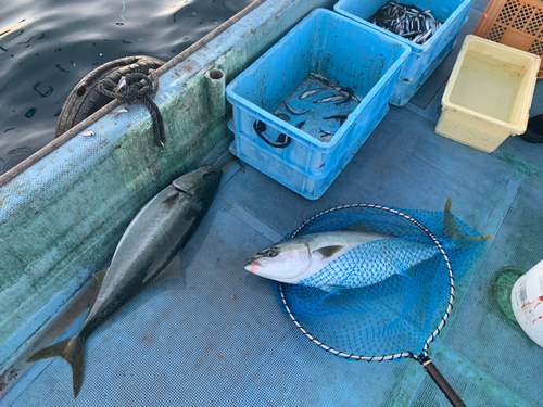 ブリの釣果