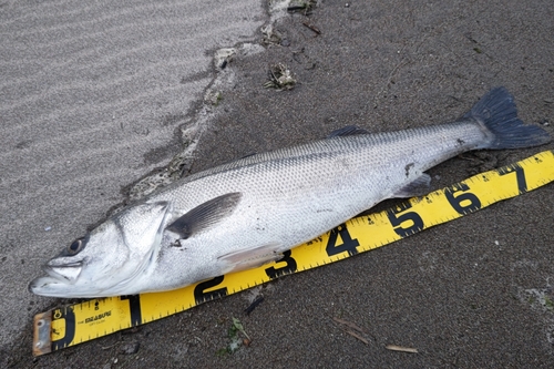 スズキの釣果