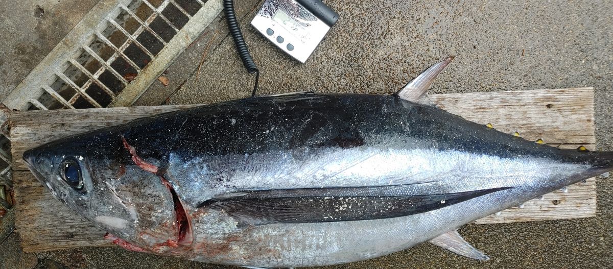 にしむらさんの釣果 1枚目の画像